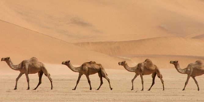 Прогулки на верблюде  - одно из любимых занятий туристов 